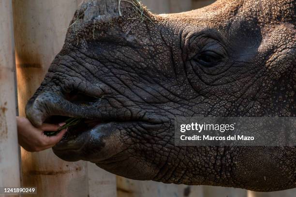 An Indian rhinoceros gets some food from a zoo worker in the Zoo Aquarium during a heat wave that is hitting Spain. High temperatures are causing the...