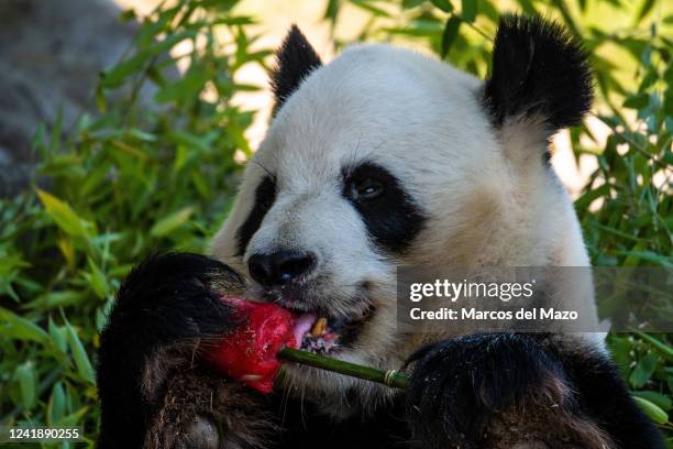 Panda Bear eating a watermelon ice cream and fruits so it can cool off in the Zoo Aquarium during a heat wave that is hitting Spain. High...