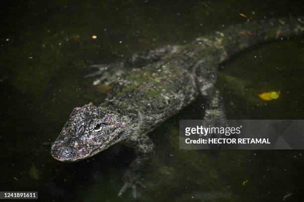 This picture shows a Chinese alligator at the Shanghai Zoo in Shanghai on July 14, 2022.