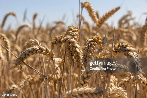 Wheat field in Beauvoir near Mont Saint Michel, France during a blue sky day. Fields and farms in Normandy produce barley grains as one of the main...