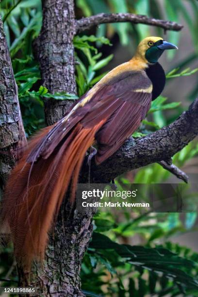 raggiana bird of paradise - paradisaeidae stock pictures, royalty-free photos & images