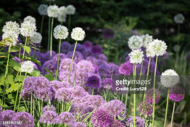 purple and white allium flowerheads. - allium stock pictures, royalty-free photos & images