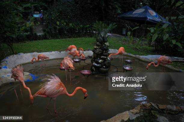 Flamingos rescued for animal trafficking is seen at Santa Cruz Foundation in San Antonio, Cundinamarca, Colombia on July 07, 2022. Each day, birds,...