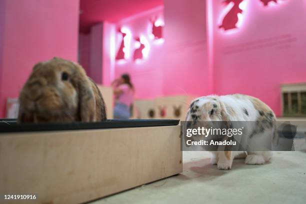 Florida Rabbit Cafe Cafe 1st Photos and Premium High Res Pictures - Getty Images