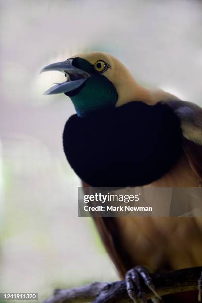 raggiana bird of paradise - paradisaea raggiana stock pictures, royalty-free photos & images