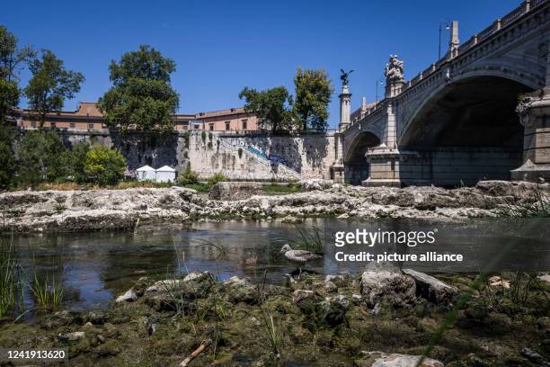 July 2022, Italy, Rome: A seabird carries food on the ruins of the Pons Neronianus or Bridge of Nero on the River Tiber. The river Tiber's water...