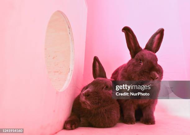 85 Rabbit Breeds Stock Photos, High-Res Pictures, and Images - Getty Images