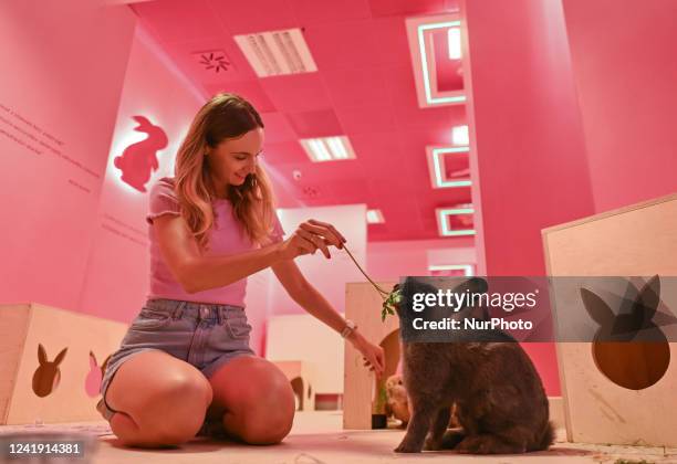 102 Rabbit Breeds Stock Photos, High-Res Pictures, and Images - Getty ...