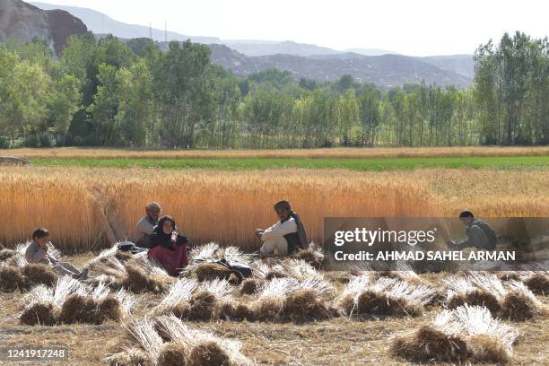 In this picture taken on July 14 farmers harvest a wheat field near the site where the Shahmama Buddha statue once stood before being destroyed by...