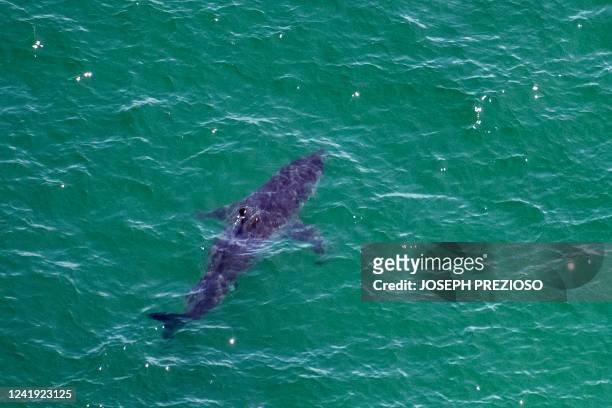 Great White Shark swims approximately 50 meters off the coast of the Cape Cod National Sea Shore in Cape Cod, Massachusetts on July 15, 2022. The...