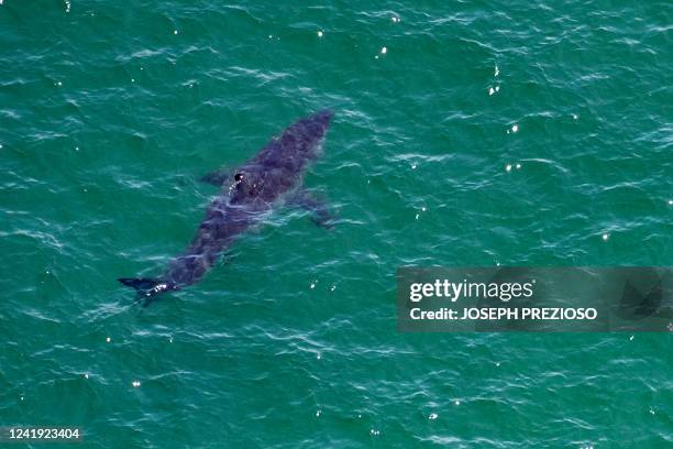 Great White Shark swims approximately 50 meters off the coast of the Cape Cod National Sea Shore in Cape Cod, Massachusetts on July 15, 2022. The...