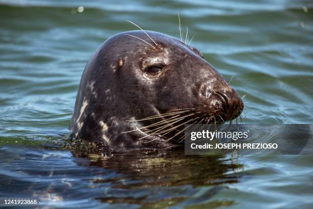 Grey and Harbor Seals, favored prey of Great White Sharks, swim around the harbor in Chatham, Massachusetts on July 15, 2022. The coast of...
