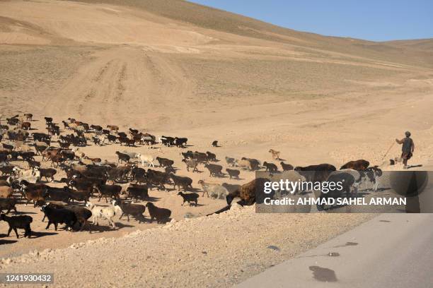 An Afghan shepherd walks along his flock of sheep in Yakawlang district of Bamiyan on July 15, 2022. / "The erroneous mention[s] appearing in the...