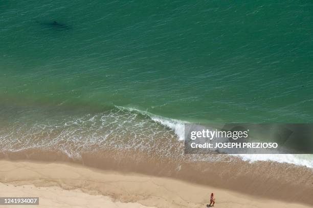 Person runs as a Great White Shark swims just meters away on the Cape Cod National Sea Shore on the eastern side of Cape Cod, Massachusetts on July...
