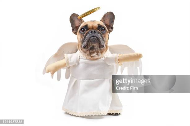 French Bulldog dog dressed up with angel costume with white dress, fake arms, fetaher wings and golden halo on white background