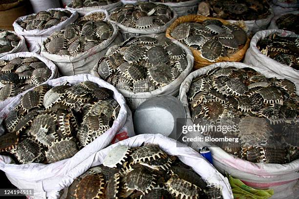 Turtle Shell Chinese 63 Turtle Shell Top Stock Photos, High-Res Pictures, and Images - Getty ...
