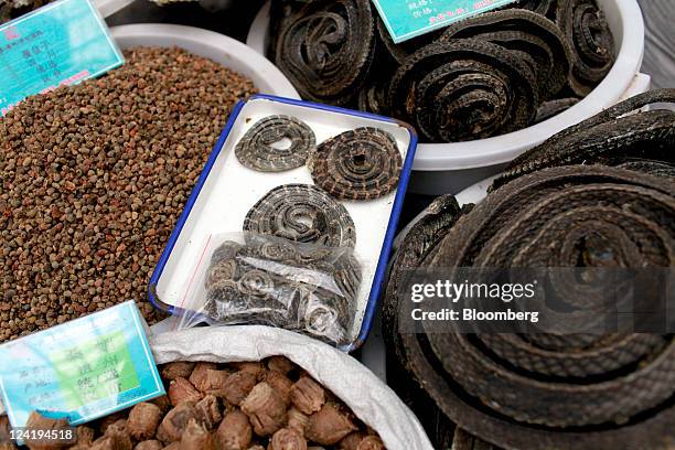Snake Regulator Stock Fotos Und Bilder Getty Images snake-regulator-stock-fotos-und-bilder-getty-images