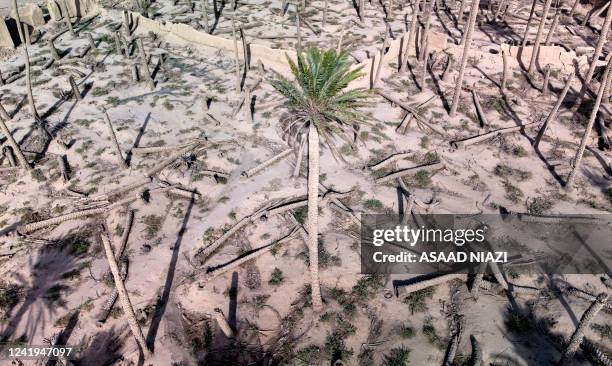 This aerial view shows a healthy palm tree standing in a damaged grove in the town of Badra in Iraq's eastern province of Wasit near the Iranian...