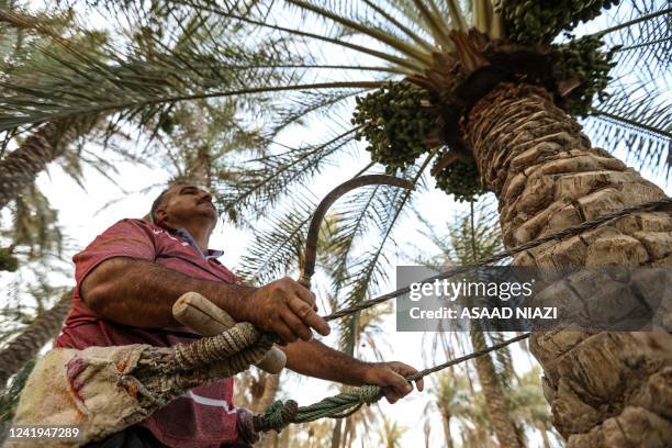 Aman climbs a palm tree to harvest dates in the town of Badra in Iraq's eastern province of Wasit near the Iranian border, on July 5, 2022. - Once...