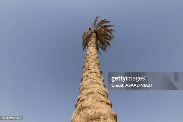 Weakened palm tree stands in the town of Badra in Iraq's eastern province of Wasit near the Iranian border, on July 5, 2022. Once known as the...