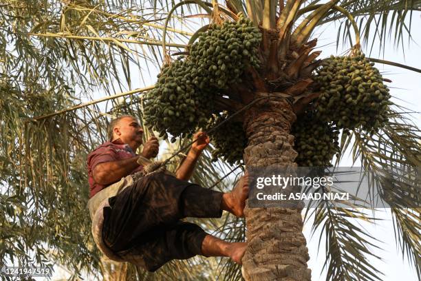 Aman climbs a palm tree to harvest dates in the town of Badra in Iraq's eastern province of Wasit near the Iranian border, on July 5, 2022. - Once...