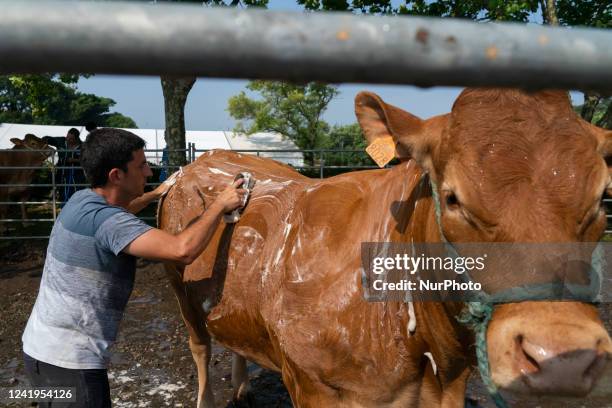 Participant soaps his cow to participate in the contests that were held within the cattle exhibition that is held in the Mataleñas field in Santander...