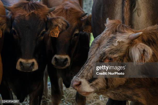 Some specimens of the Monchina breed that can be seen in the cattle exhibition that is held in the Mataleñas field in Santander .