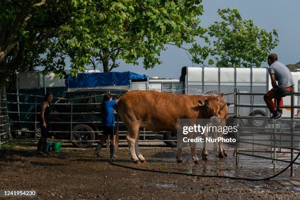 The participants shower their animals so that they can participate in the contests and auctions that took place within the cattle exhibition that is...