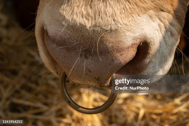 Detail of the ring with which the Limousine breed bulls are ringed, which can be seen inside the cattle exhibition that is held in the Mataleñas...