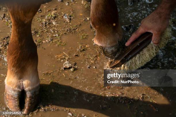 Participant washes the hooves of his cow that will participate in one of the contests and auctions that will take place within the cattle exhibition...