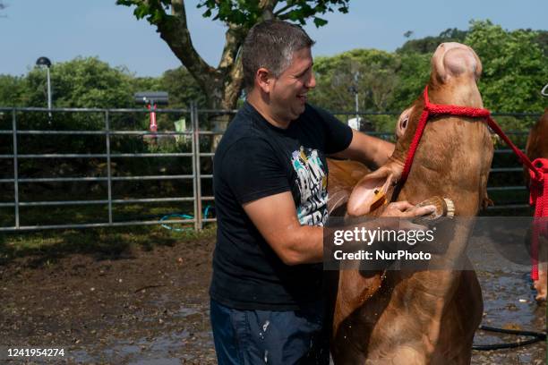 Farmer brushes the neck of his cow that will participate in one of the contests and auctions that will take place within the cattle exhibition that...