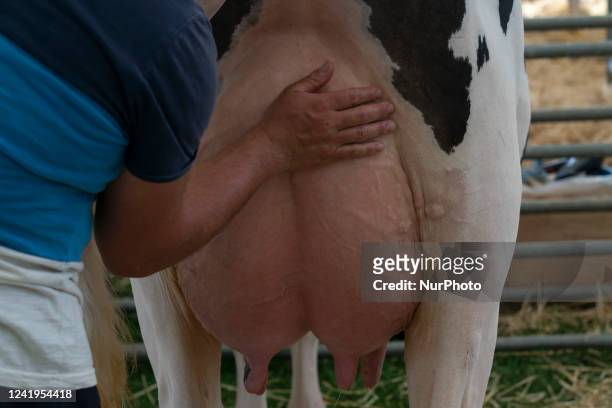 Farmer checks the udders of a dairy cow of the Friesian breed in one of the contests that take place within the cattle exhibition that is held in the...