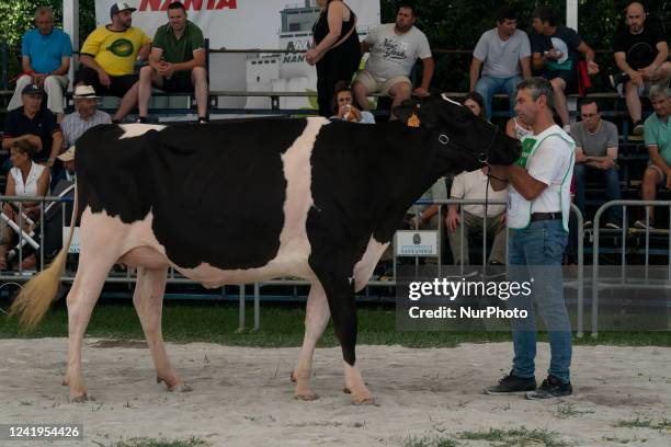 Farmer shows a Friesian cow in one of the contests that take place within the cattle exhibition that is held in the Mataleñas field in Santander .