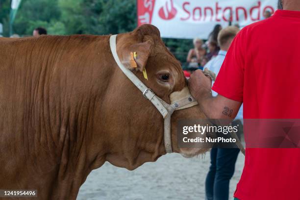 Rancher shows a Limousine breed cow to the jury in one of the contests that take place within the cattle exhibition that is held in the Mataleñas...