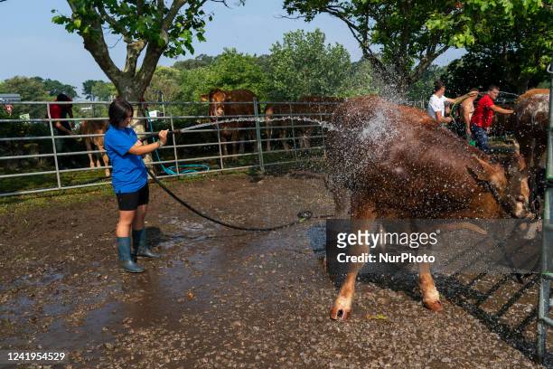 Young woman showers and washes a cow that will participate in the contests that took place within the cattle exhibition that is held in the Mataleñas...