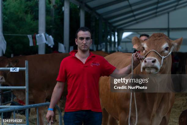 Participant takes his cow to the auction of Limousine breed cows, an activity that takes place within the cattle exhibition that is held in the...