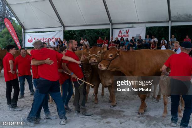 Rancher celebrates his victory in one of the limousine cow competitions held during the cattle show held in the Mataleñas field in Santander .