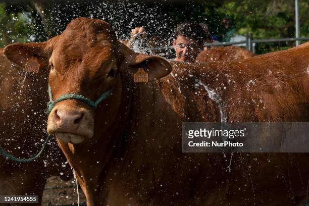 Farmer showers and washes his cow that will participate in the contests and auctions that were held within the cattle exhibition that is held in the...