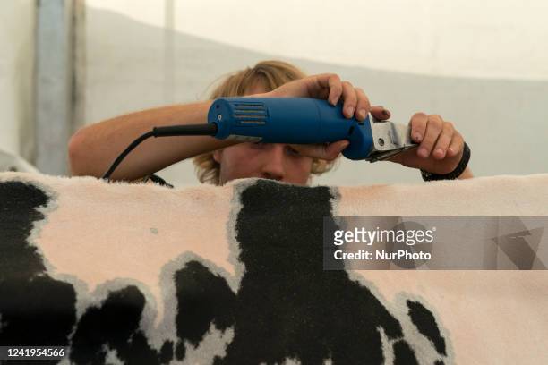 Young man cuts the hair of one of the cows participating in the Friesian cow contest, an activity that takes place within the cattle exhibition that...