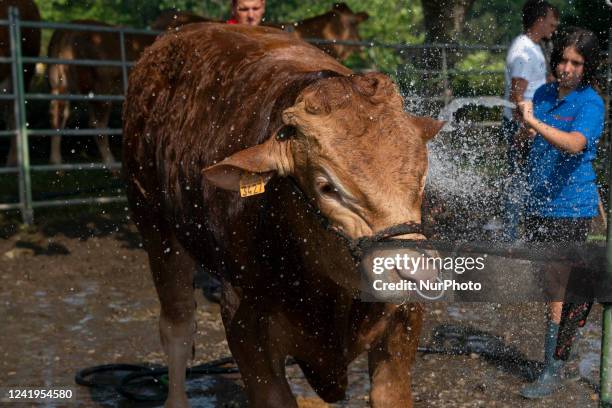 Young woman showers and washes a bull that will participate in the cattle competitions and auctions that took place within the cattle exhibition that...