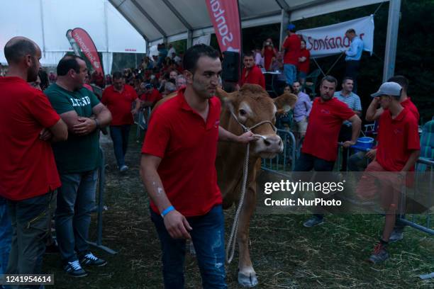 Participant takes his cow to the auction of Limousine breed cows, an activity that takes place within the cattle exhibition that is held in the...