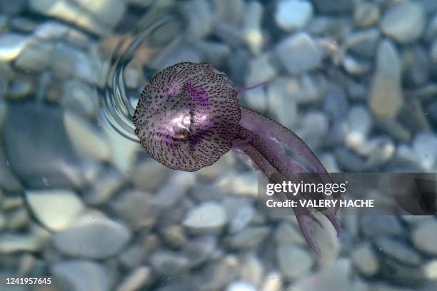 Photograph shows a "Pelagia noctiluca" jellyfish on the French riviera city of Nice, on July 17, 2022.