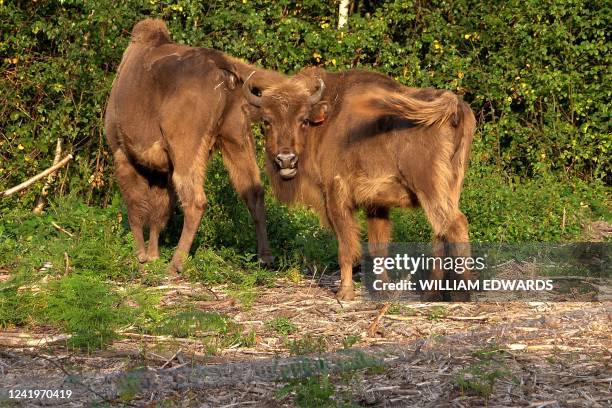 Bison are released from a corral at the Wildwood Trust nature reserve in Kent on July 18 the first time the animals have roamed freely in the UK in...