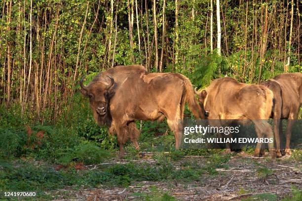 Bison are released from a corral at the Wildwood Trust nature reserve in Kent on July 18 the first time the animals have roamed freely in the UK in...