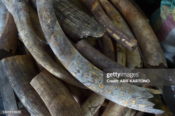 Some of the 6,000 kilograms of seized elephant tusks are displayed during a press conference at the Customs Complex in Port Klang in Selangor, west...