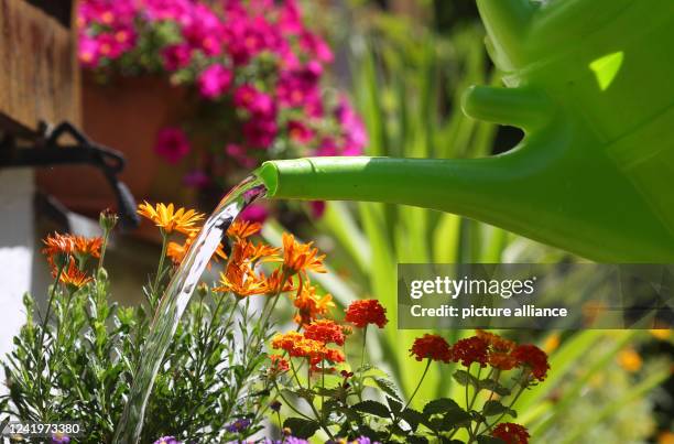 July 2022, Bavaria, Kaufbeuren: Flowers are watered in a garden with water from a watering can. Photo: Karl-Josef Hildenbrand/dpa