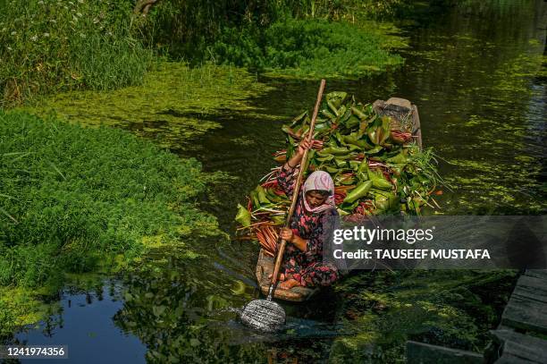 Woman carries lotus roots to be used as cattle feed on a boat as she steers through interior channels of the Dal Lake in Srinagar on July 18, 2022.