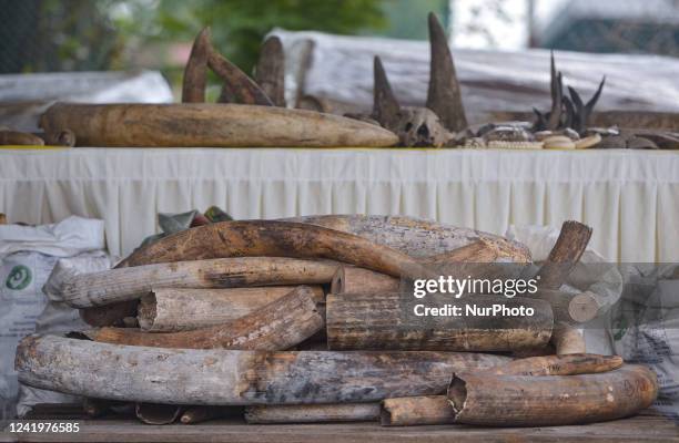 Body parts of endangered animals, including elephant tusks and rhino horns, seized from trafficker by Malaysias customs officers, are displayed...
