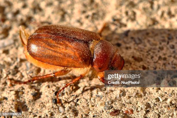 Junebug Ohio Insect June Bug Photos and Premium High Res Pictures - Getty Images