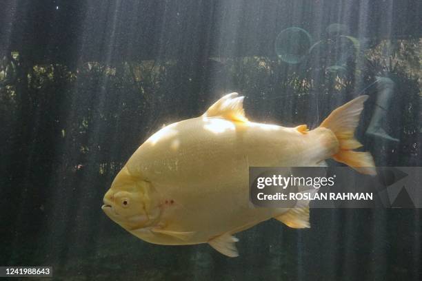 Pacu fish swims in a tank in the aquarium at Gardens by the Bay in Singapore on July 19, 2022.